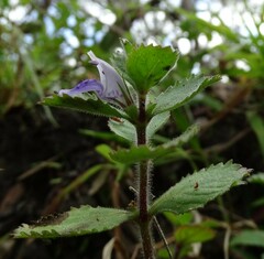 Hygrophila difformis