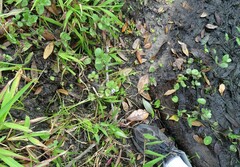 Hygrophila difformis