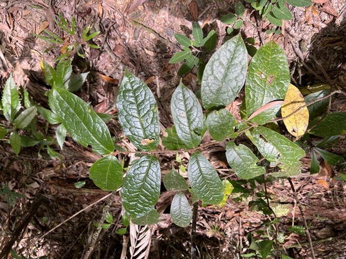 Image of Palmeria scandens by (c) Sue Carnahan, some rights reserved (CC BY)