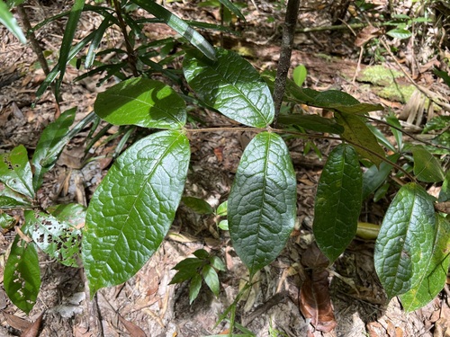 Image of Palmeria scandens by (c) Sue Carnahan, some rights reserved (CC BY)