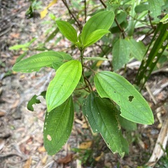 Melastoma