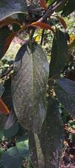 Bhesa indica