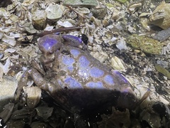 Lophopanopeus bellus