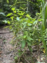 Melastoma