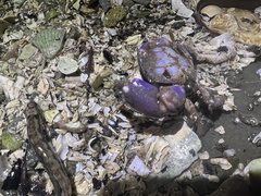 Lophopanopeus bellus