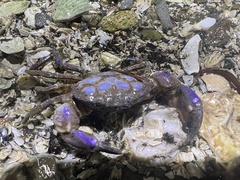 Lophopanopeus bellus