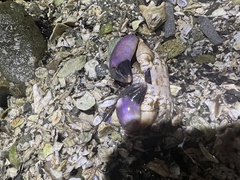 Lophopanopeus bellus