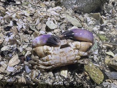 Lophopanopeus bellus