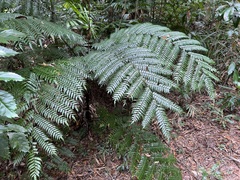 Cyathea rebeccae