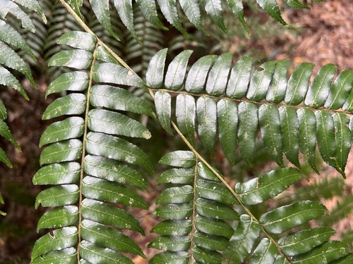 Image of Gymnosphaera rebeccae by (c) Sue Carnahan, some rights reserved (CC BY)