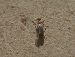 Anthicinae