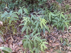 Dicranopteris linearis