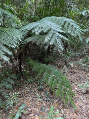 Cyathea rebeccae