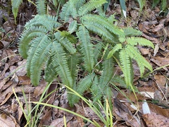 Dicranopteris linearis