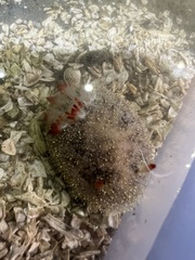 Acanthodoris nanaimoensis