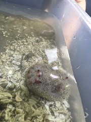 Acanthodoris nanaimoensis