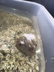 Acanthodoris nanaimoensis