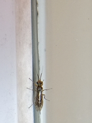 Xyeloidea