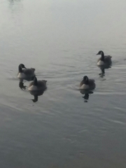 Branta canadensis
