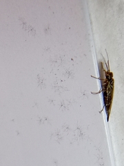 Xyeloidea