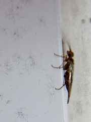 Xyeloidea