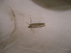 Atomotricha