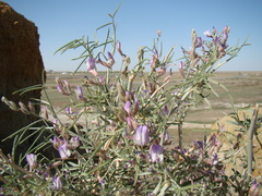 Astragalus brachypus