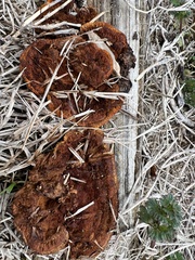 Gloeophyllaceae