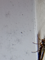 Xyeloidea