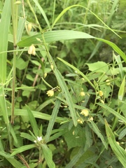 Chamaecrista mimosoides