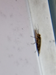 Xyeloidea