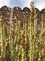 Euphorbia caducifolia