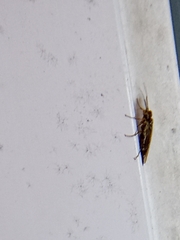 Xyeloidea