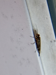 Xyeloidea