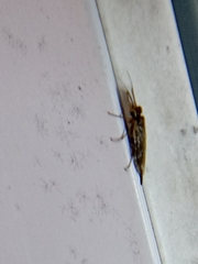 Xyeloidea