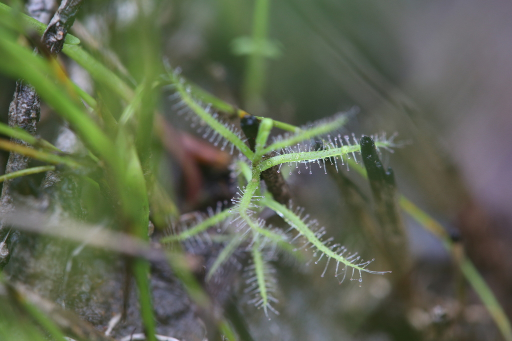 Drosera fragrans, Litchfield - Pt B, Northern Territory, Australia