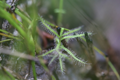 Drosera fragrans