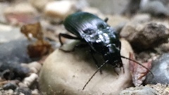 Abax ovalis