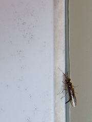 Xyeloidea