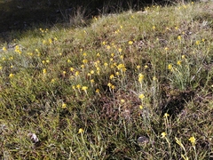 Narcissus assoanus