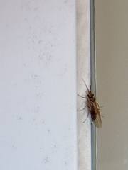 Xyeloidea