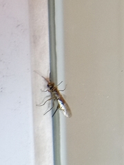 Xyeloidea