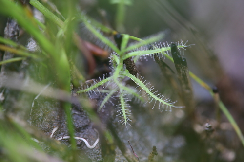 Drosera fragrans
