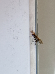 Xyeloidea