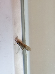 Xyeloidea