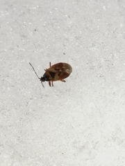 Gastrodes abietum