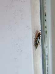 Xyeloidea