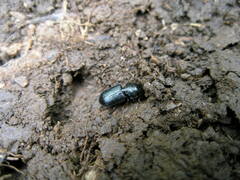 Dixus semicylindricus