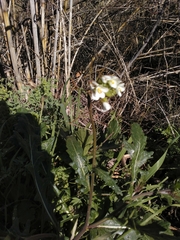 Diplotaxis erucoides