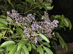 Vitex parviflora